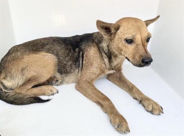 Adoptable Dog