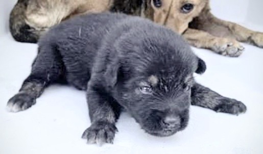 Adoptable Dog