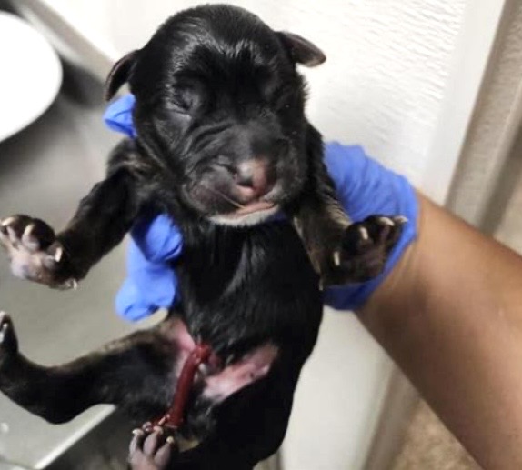 Adoptable Dog