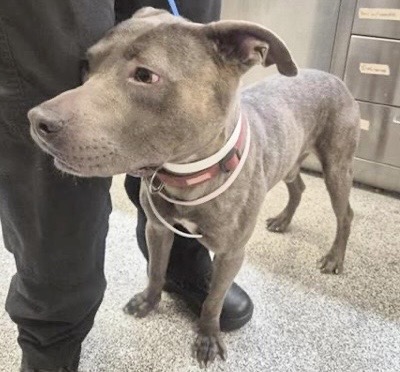 Adoptable Dog