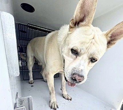 Adoptable Dog