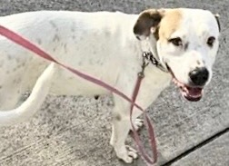 Adoptable Dog