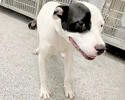 Adoptable Dog