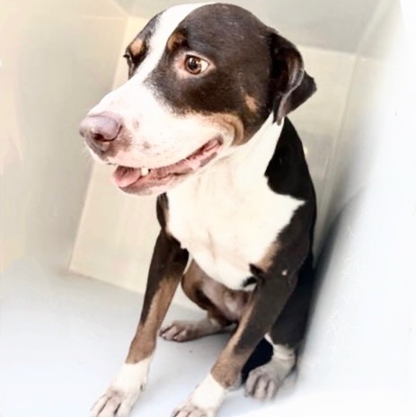 Adoptable Dog