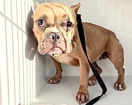 Adoptable Dog