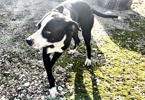 Adoptable Dog