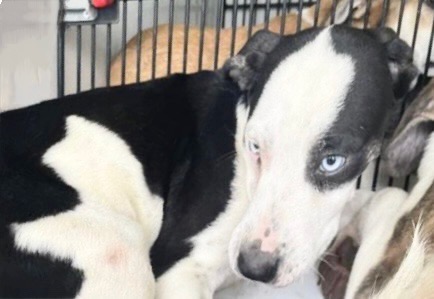 Adoptable Dog
