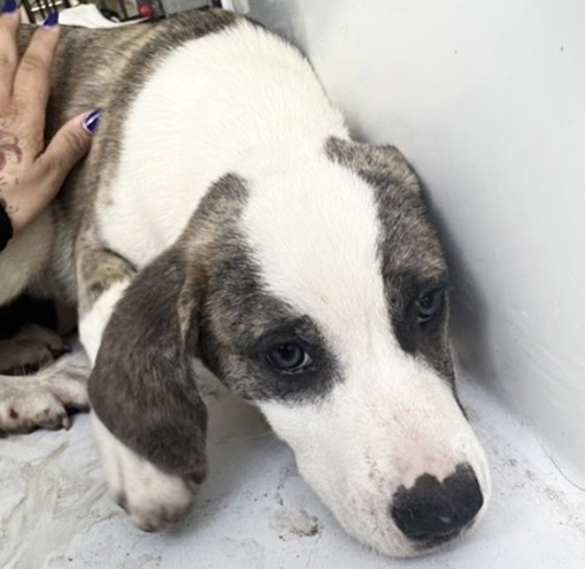 Adoptable Dog