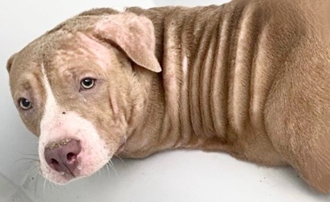 Adoptable Dog