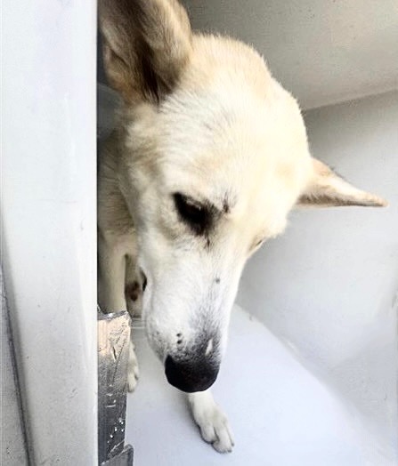 Adoptable Dog