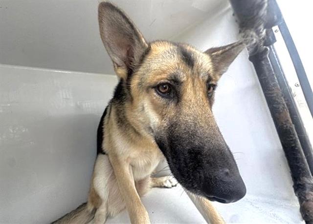 Adoptable Dog