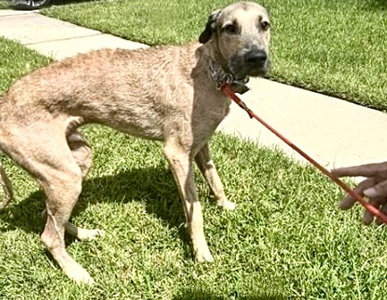 Adoptable Dog