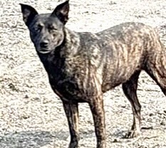 Adoptable Dog
