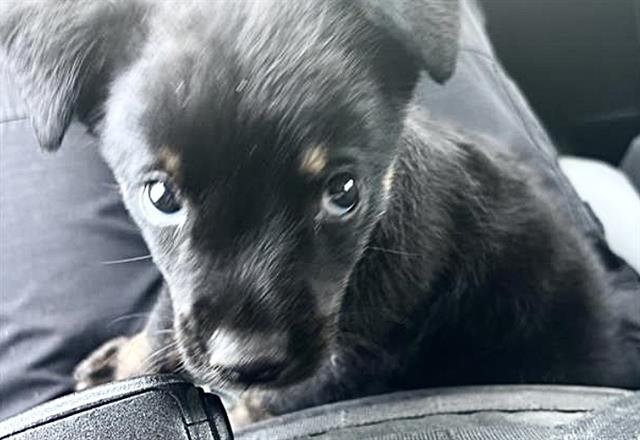 Adoptable Dog