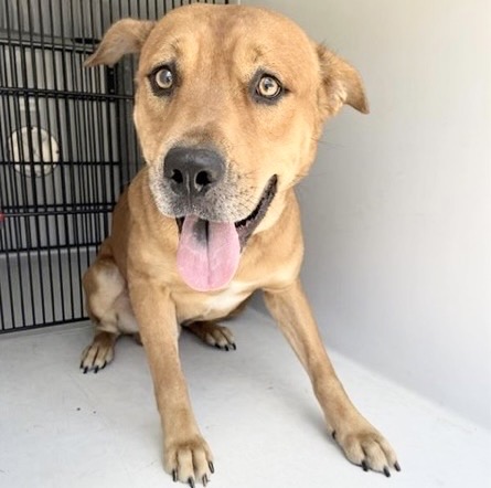 Adoptable Dog
