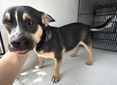 Adoptable Dog