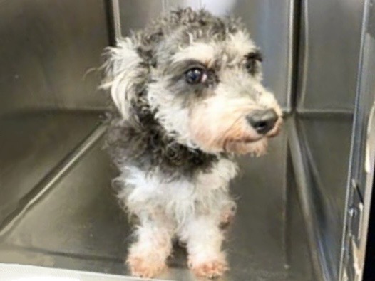 Adoptable Dog