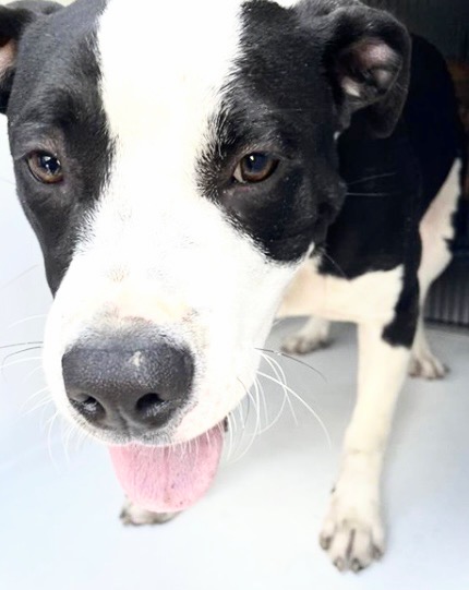 Adoptable Dog