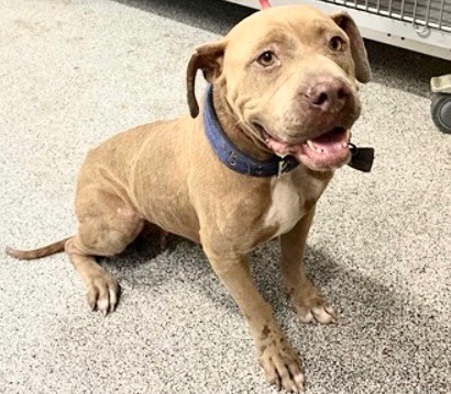 Adoptable Dog