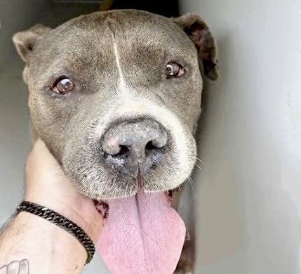 Adoptable Dog