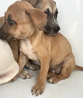 Adoptable Dog