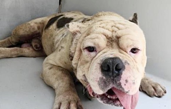 Adoptable Dog