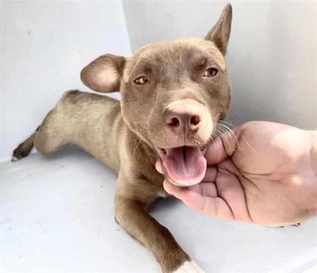Adoptable Dog