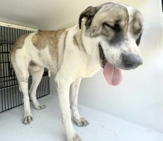 Adoptable Dog