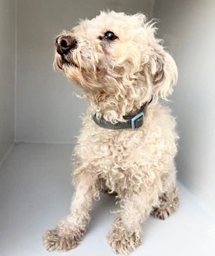 Adoptable Dog