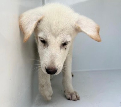 Adoptable Dog