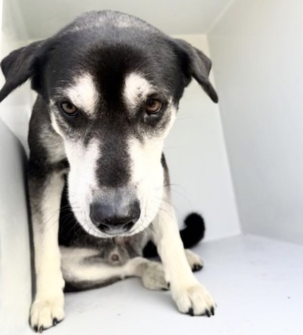 Adoptable Dog