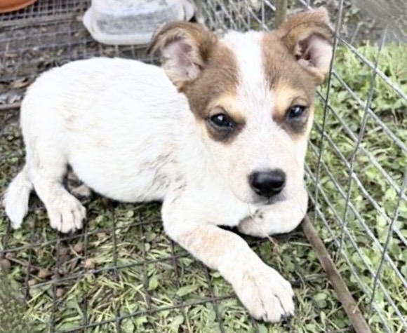 Adoptable Dog