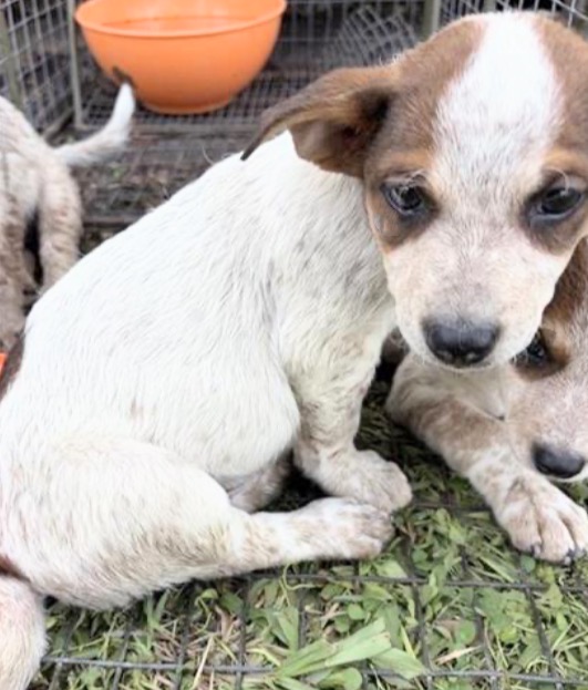Adoptable Dog