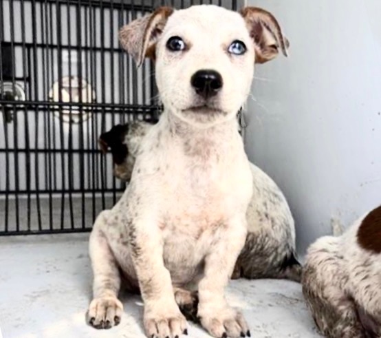 Adoptable Dog