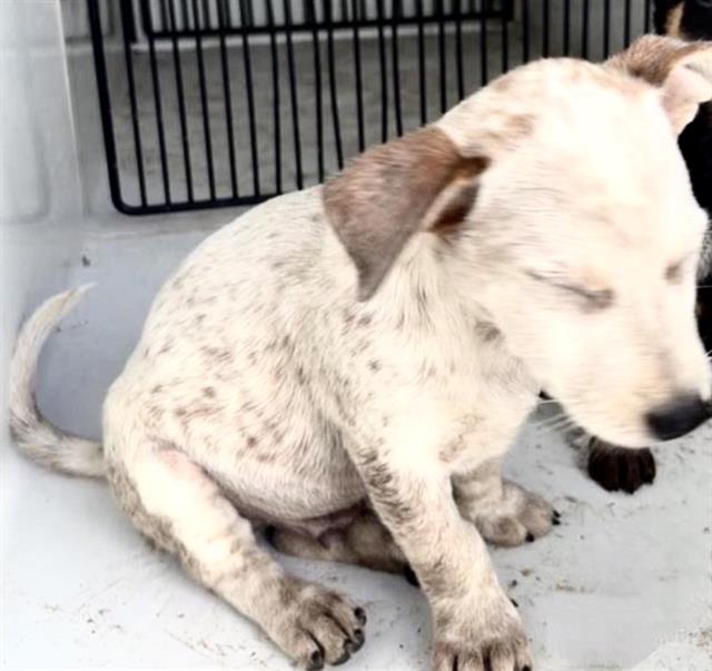 Adoptable Dog