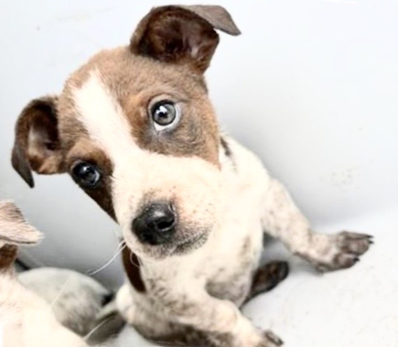 Adoptable Dog