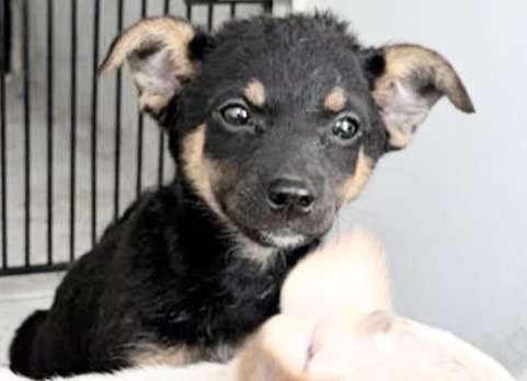 Adoptable Dog