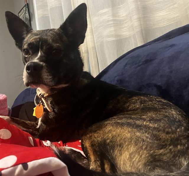 Skipper