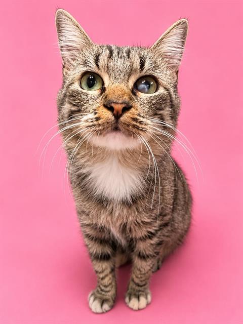 Nala