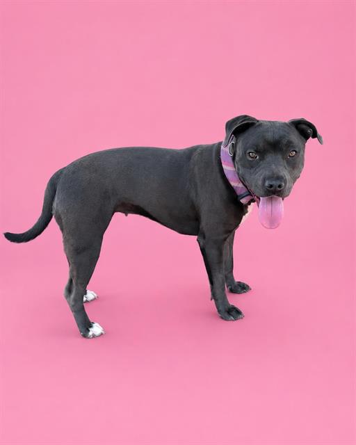 Penelope