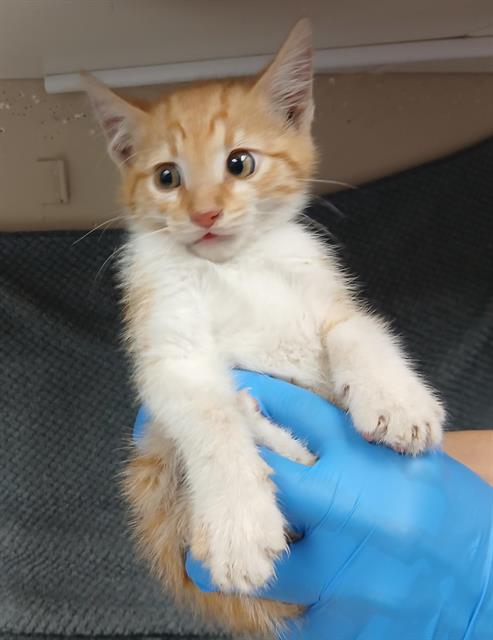 Adoptable Cat