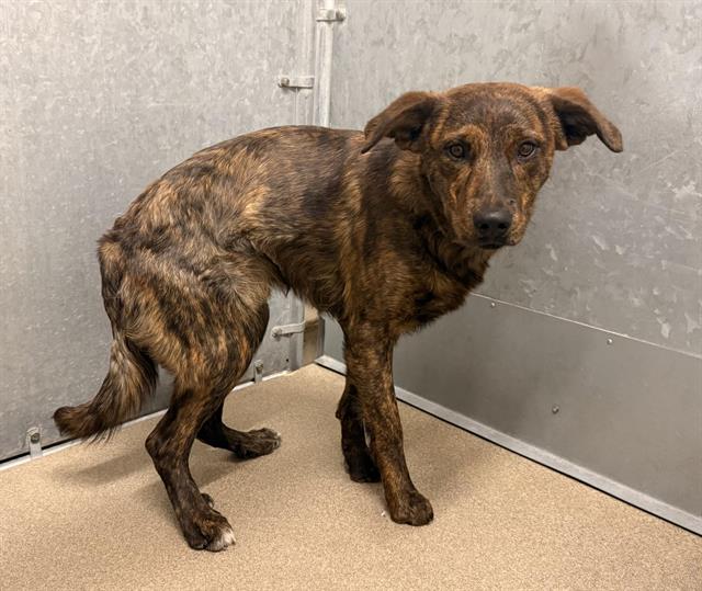 Diggy (Rescue Only