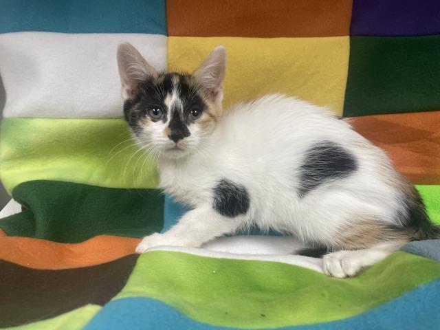 Tabitha