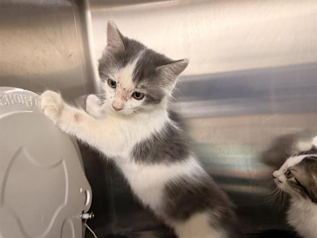 Adoptable Cat