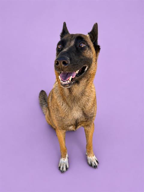 Cadence (Rescue Only