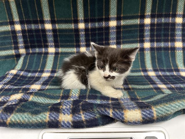 Gomez