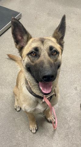 Sophia