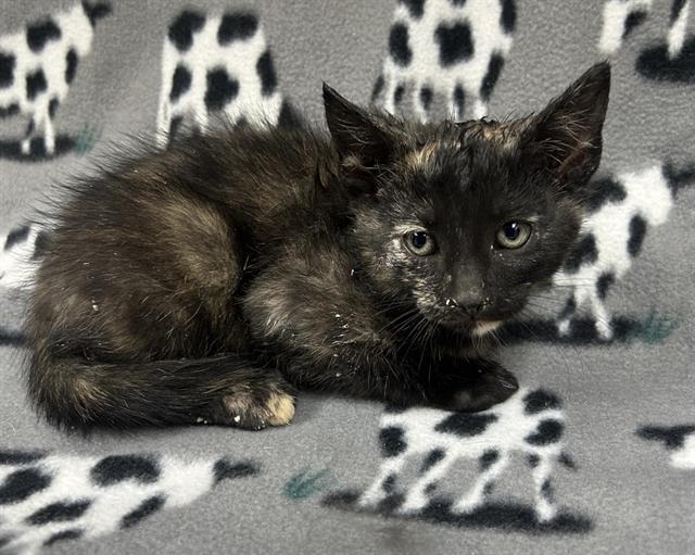 Adoptable Cat