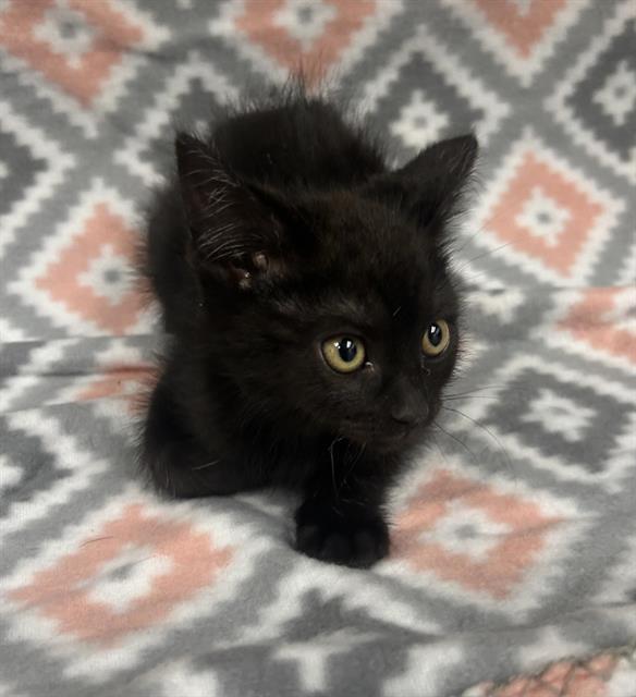 Carlo
