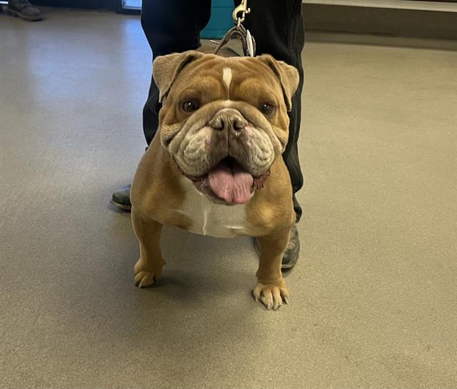 Mr. Meaty (Rescue Only